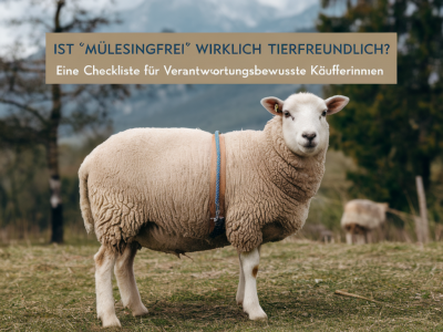 Ist „mulesingfrei“ wirklich tierfreundlich? eine checkliste für verantwortungsbewusste käuferinnen