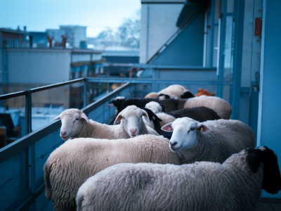 Welche schafrassen eignen sich für eine balkon‑ oder kleinstweide: entscheidungshilfe für unter 10 tieren inklusive futterbedarf